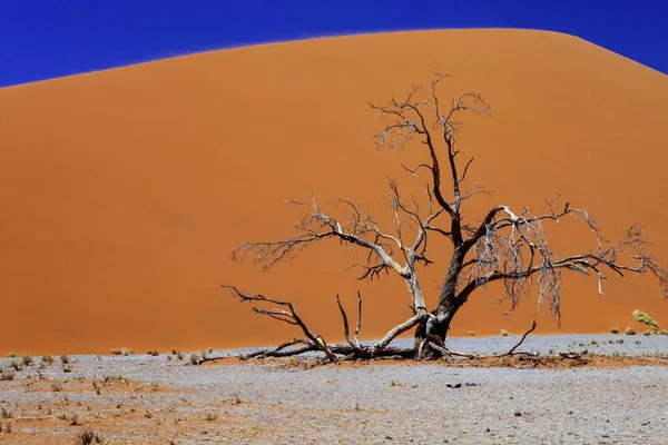 Grande Dune Non Sossusvlei Namibie Premier Plan Arbre Sec — Photo