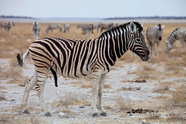 Damarský Zebra Equus Burchelli Antiquorum Národní Park Etosha Namibie — Stock fotografie