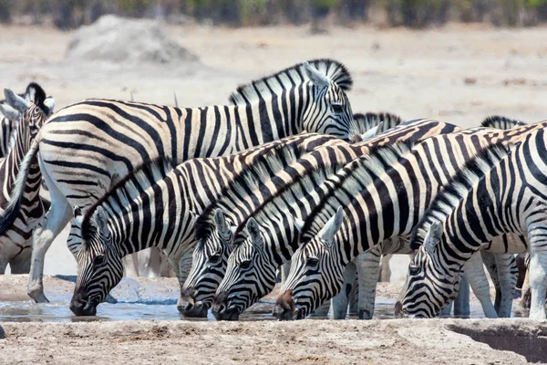 Damara Zebra Equus Burchelli Antiquorum Parque Nacional Etosha Namibia —  Fotos de Stock