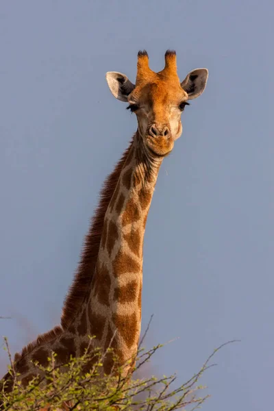 Giraffa Sudafricana Giraffa Camelopardalis Giraffa Kalahari Sudafrica — Foto Stock