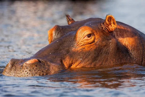 Hipopotam Nilowy Hippopotamus Amphibius Park Narodowy Chobe Botswana — Zdjęcie stockowe