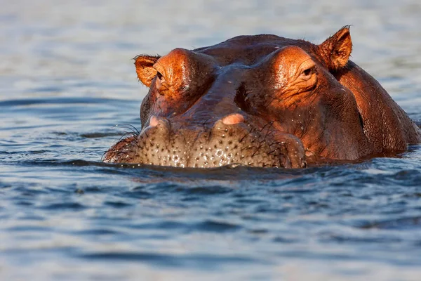 Hippopotame Hippopotame Amphibie Dans Parc National Chobe Botswana — Photo