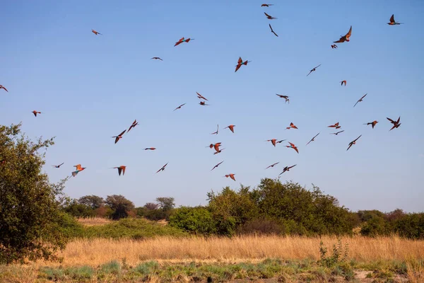 Güney Carmine Arı Kuşugiller Arı Kuşu Nubicoides Okawango Namibia Kıyısında — Stok fotoğraf