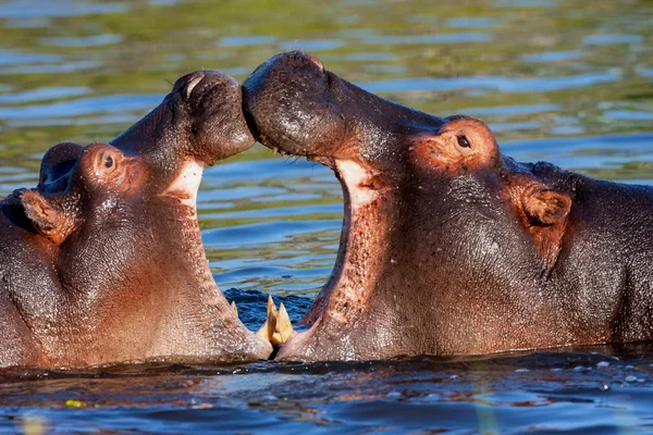 Dos Jóvenes Hipopótamos Luchadores Anfibio Hipopótamo Parque Nacional Moremi Botswana — Foto de Stock