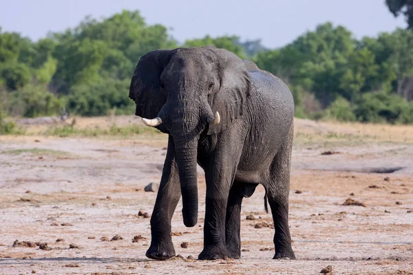 男性非洲象 非洲象属基利坎贝尔万盖国家公园 Zimbawe — 图库照片