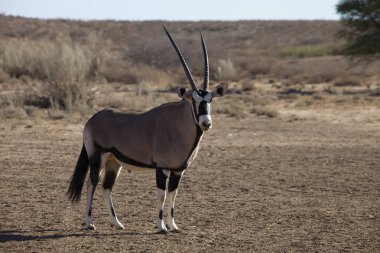 Gemsbok, Oryx gazela, Gemsbok National Park, Güney Afrika