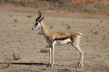 Springbok, Antidorcas marsupialis, Kalahari, Güney Afrika