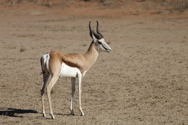 Springbok, Antidorcas marsupialis, Kalahari, Güney Afrika