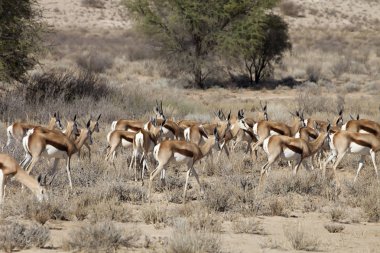 Springbok, Antidorcas marsupialis, Kalahari, Güney Afrika