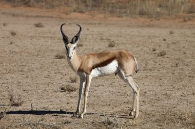 Springbok, Antidorcas marsupialis, Kalahari, Güney Afrika