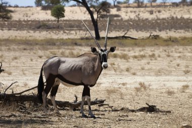 Gemsbok, Oryx gazela, Gemsbok National Park, Güney Afrika