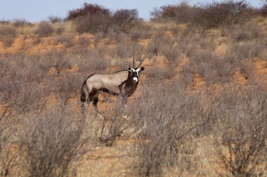 Gemsbok, Oryx gazela, Gemsbok National Park, Güney Afrika