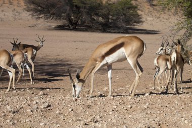 Springbok, Antidorcas marsupialis, Kalahari, Güney Afrika