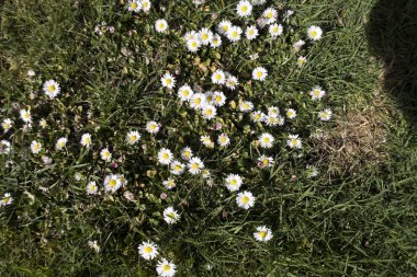 Baharın ilk haberci campanula'lar