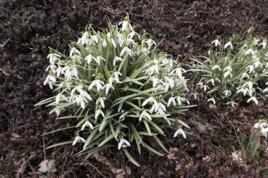 ilk bahar çiçekleri kardelen
