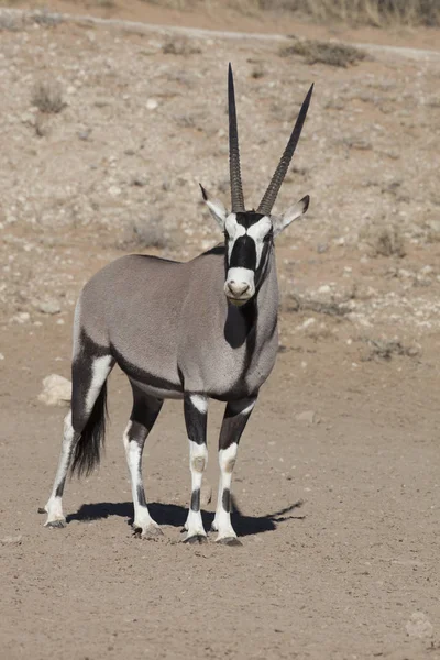 Přímorožec Oryx Gazela Přímorožec National Park Jihoafrická Republika — Stock fotografie