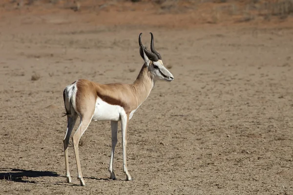 Springbok Antidorcas Marsupialis Kalahári Dél Afrikai Köztársaság — Stock Fotó