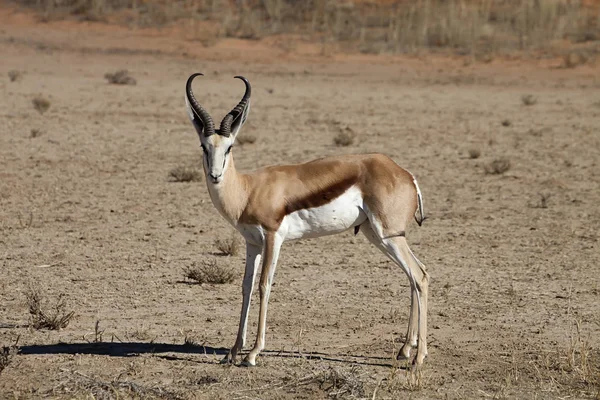 Springbok Antidorcas Marsupialis Kalahári Dél Afrikai Köztársaság — Stock Fotó