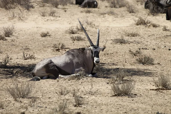 Gemsbock Oryx Gazela Gemsbock National Park Sydafrika — Stockfoto