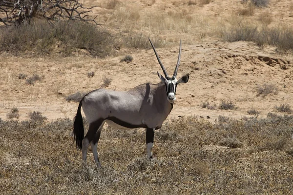 Gemsbok Oryx Gazela Parque Nacional Gemsbok África Sul — Fotografia de Stock