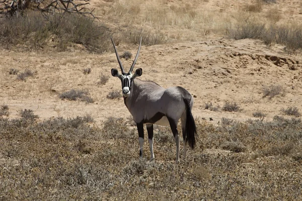 Gemsbok Oryx Gazela Parque Nacional Gemsbok África Sul — Fotografia de Stock