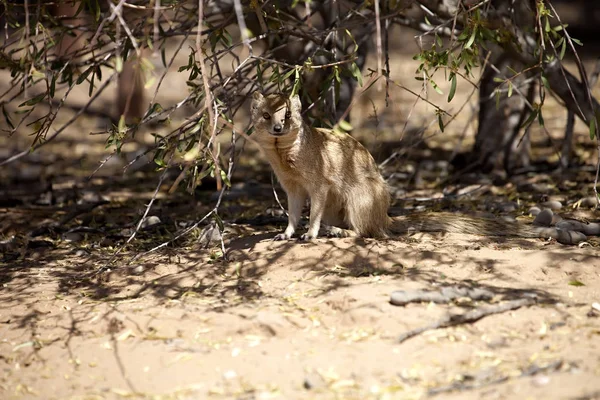 Mangusta Liščí Cynictis Penicillata Přímorožec National Park Jihoafrická Republika — Stock fotografie