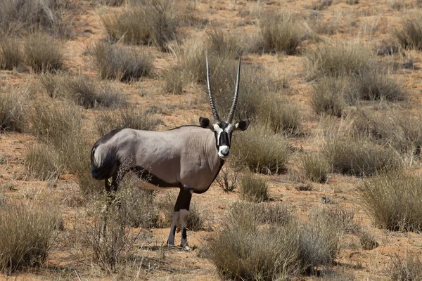 Gemsbok Oryx Gazela Parque Nacional Gemsbok África Sul — Fotografia de Stock