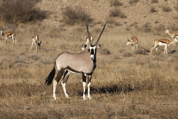 Gemsbok, Oryx gahaba, Национальный парк Gemsbok, Южная Африка
