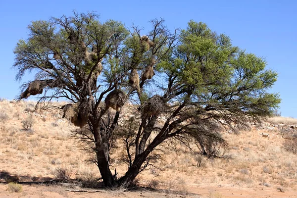 Δέντρο Φωλιές Του Weaver Εθνικό Πάρκο Gemsbok Νότια Αφρική — Φωτογραφία Αρχείου