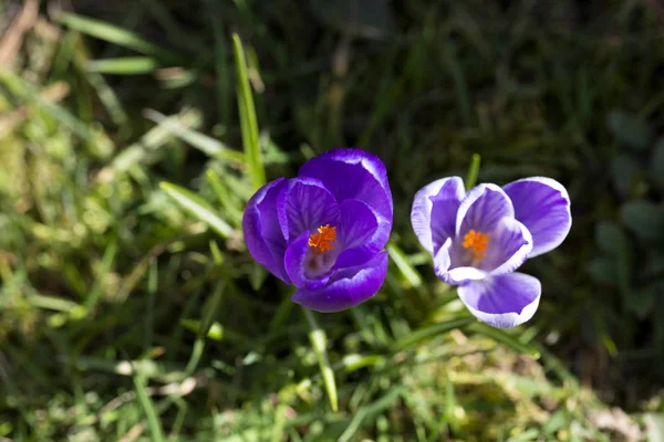 Zbliżenie Grupy Fioletowe Kwiaty Krokusy Góry — Zdjęcie stockowe