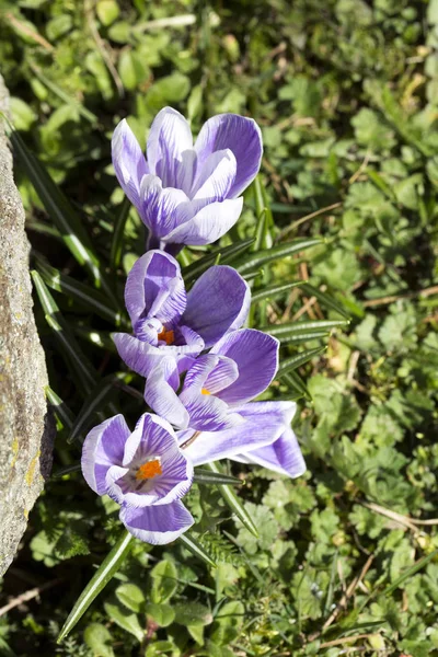 Zbliżenie Grupy Fioletowe Kwiaty Krokusy Góry — Zdjęcie stockowe