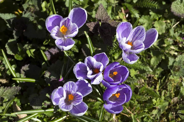Zbliżenie Grupy Fioletowe Kwiaty Krokusy Góry — Zdjęcie stockowe