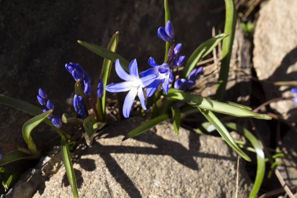 Pierwsze Małe Kwiaty Wiosny — Zdjęcie stockowe