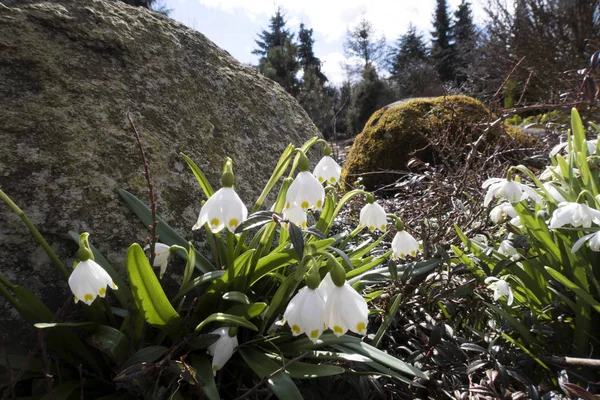 Partenocysus Spadek Kolory — Zdjęcie stockowe