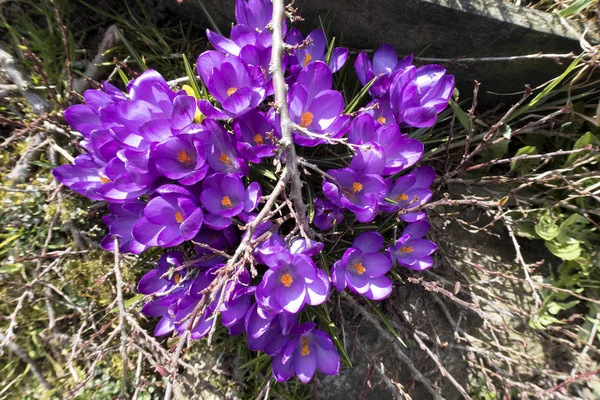 Närbild Grupp Violetta Blommor Krokus Från Ovan — Stockfoto