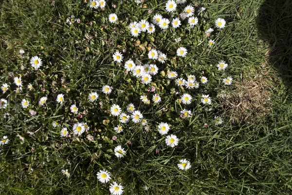 Baharın ilk haberci campanula'lar
