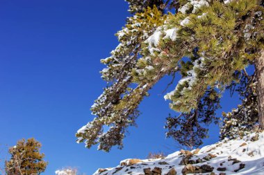  Kış Rodos Kıbrıs dağlarında endemik sedir