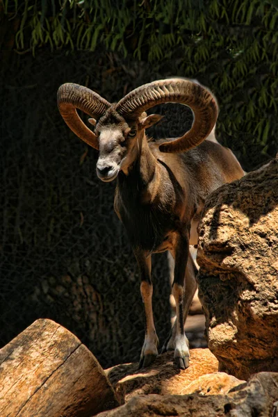 Cyprianus Wilde Schapen Ovis Orientalis Ophion Wonen Alleen Cyprus — Stockfoto