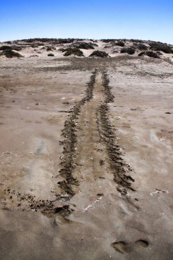 Deniz kaplumbağası yumurtaları, Kıbrıs izleri