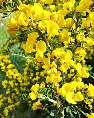 Bir rock boşluğunda bitki, Kıbrıs bahar