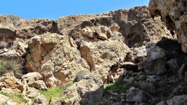 bir rock boşluğunda bitki bahar Cypru