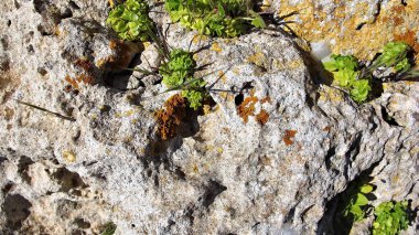 bir rock boşluğunda bitki bahar Cypru