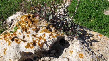 bir rock boşluğunda bitki bahar Cypru