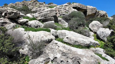 bir rock boşluğunda bitki bahar Cypru