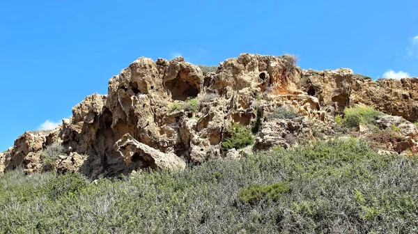 Die Pflanze Einer Felshöhle Spring Cypru — Stockfoto