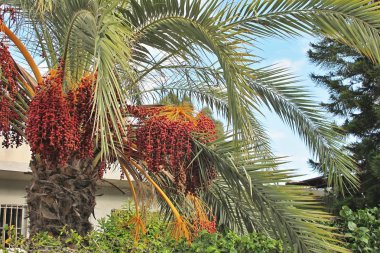 Kırmızı palmiye meyve, Kıbrıs