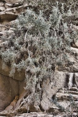  endemik Akamas knapweed, Centaurea Akama, Akamas Yarımadası, Kıbrıs