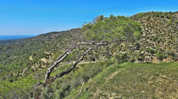 植物在岩石洞 Cypru — 图库照片