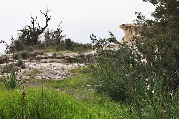 Planta Uma Cavidade Rochosa Primavera Cypru — Fotografia de Stock