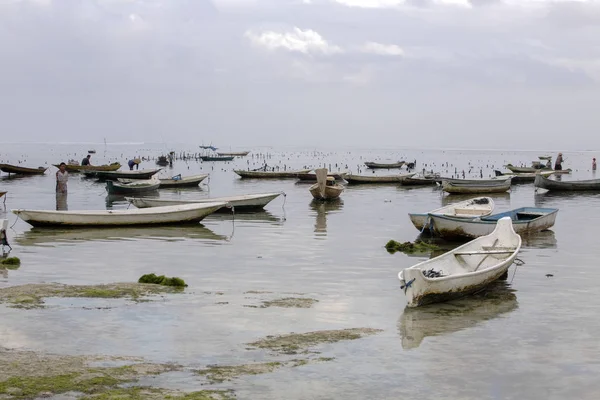 Cosecha Algas Por Mañana Junio Lembongan Indonesia — Foto de Stock